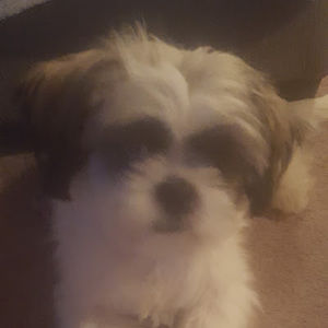 Meet your Posher, Taniah